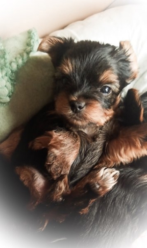 Yorkshire Terrier Mini