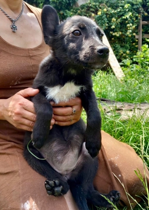 Schüchterne Lucy - freundlich und lieb Bild 10