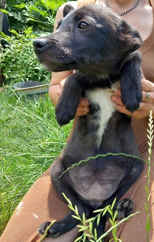 Schüchterne Lucy - freundlich und lieb Bild 7
