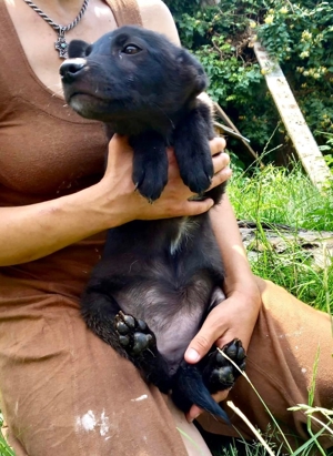 Schüchterne Lucy - freundlich und lieb Bild 8