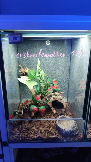 Vierstreifennatter Bild 2