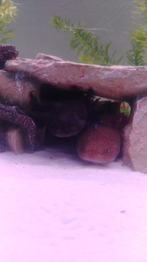 Axolotl mit Aquarium Komplett 