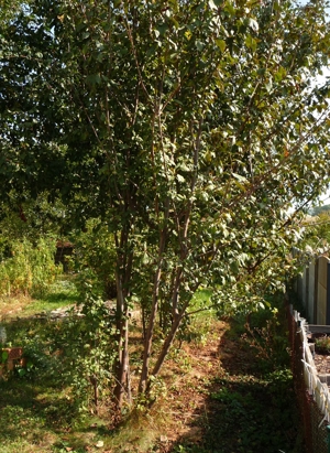 Zwetschgenbaum, Zwetschgenbäume, Zwetschen, Baum, Bäume