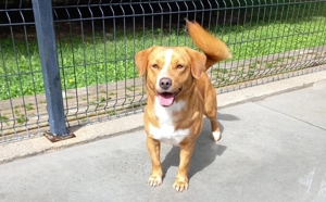 FINLEY    wartet immer noch auf seine Herzensmenschen Bild 4