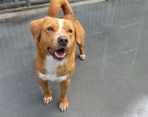 FINLEY    wartet immer noch auf seine Herzensmenschen Bild 2