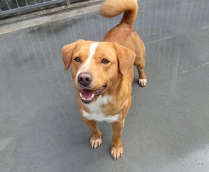 FINLEY    wartet immer noch auf seine Herzensmenschen Bild 5