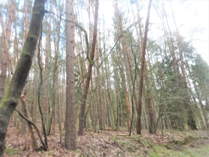 Wald bei Kirchzell (Bayern) zu verkaufen Bild 2