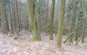 Wald bei Kirchzell (Bayern) zu verkaufen Bild 4
