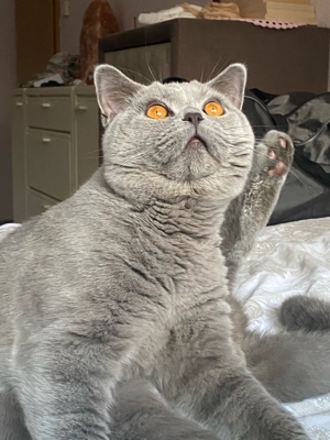 BKH DeckKater mit Stambaum Bild 4