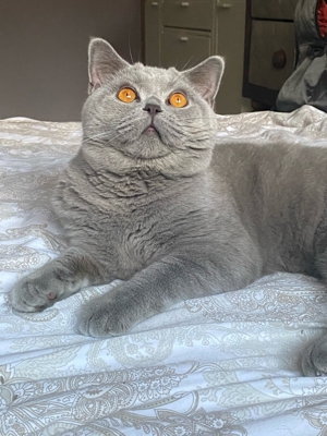 BKH DeckKater mit Stambaum Bild 2