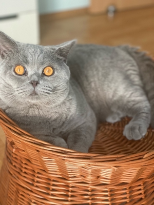 BKH DeckKater mit Stambaum Bild 9