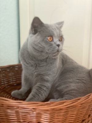 BKH DeckKater mit Stambaum Bild 8