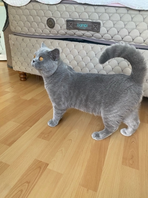 BKH DeckKater mit Stambaum Bild 7