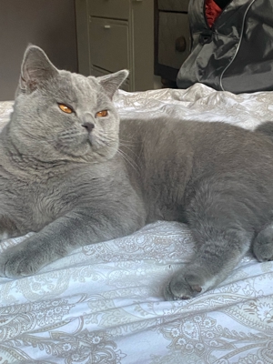 BKH DeckKater mit Stambaum Bild 5