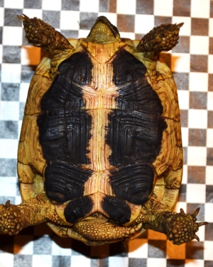 Griechische Landschildkröte Männchen 10 Jahre super als Zuchttier geeignet Bild 2