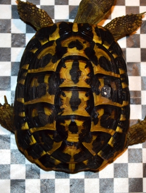 Griechische Landschildkröte Männchen 10 Jahre super als Zuchttier geeignet Bild 1
