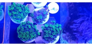 Meerwasser Alveopora Bild 1
