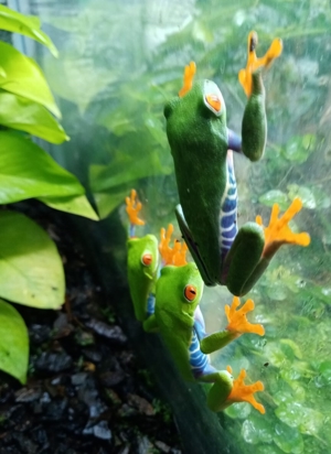 Rotaugen Laubfrosch Bild 5