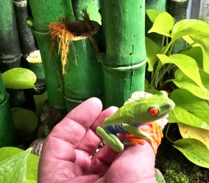 Rotaugen Laubfrosch Bild 2