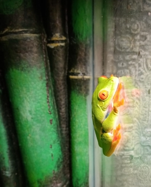 Rotaugen Laubfrosch Bild 4