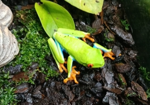 Rotaugen Laubfrosch Bild 3