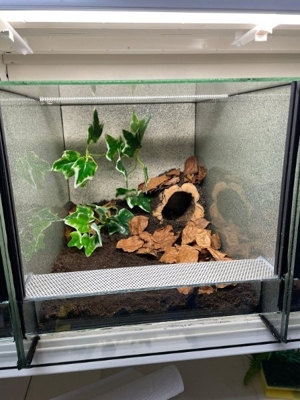 Große Auswahl an Vogelspinnen  Bild 7