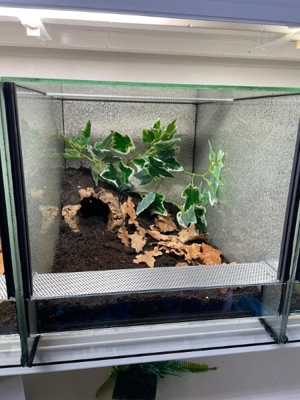 Große Auswahl an Vogelspinnen  Bild 8