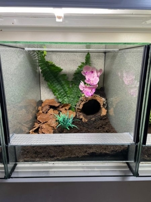 Große Auswahl an Vogelspinnen  Bild 4