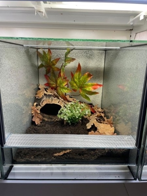 Große Auswahl an Vogelspinnen  Bild 3