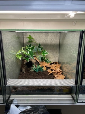 Große Auswahl an Vogelspinnen  Bild 9