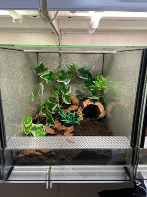 Große Auswahl an Vogelspinnen  Bild 2