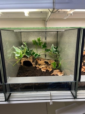 Große Auswahl an Vogelspinnen  Bild 5