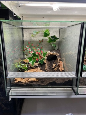 Große Auswahl an Vogelspinnen  Bild 10