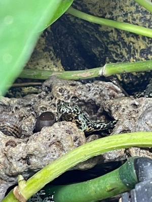 Feuerbauchunken Bombina orientalis Bild 2