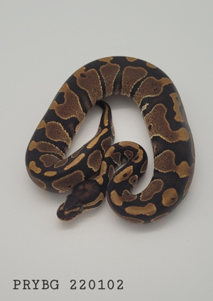 Python Regius YB h.Piebald