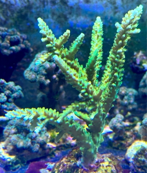 Acropora Austera Meerwasser Bild 2