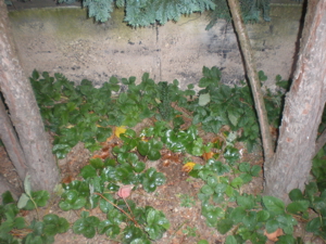 Blumen + Erdbeeren Bild 2