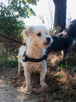 MINNIE - sucht ihren Platz im Leben (wartet in Rumänien)