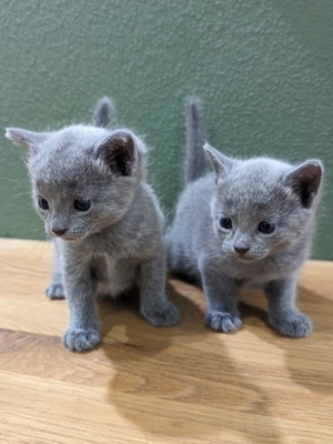 Kitten russisch blau - mit Stammbaum - Bild 5