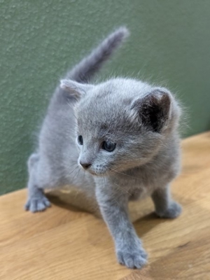 Kitten russisch blau - mit Stammbaum - Bild 9