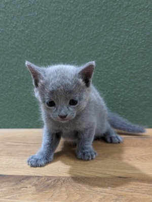 Kitten russisch blau - mit Stammbaum - Bild 6