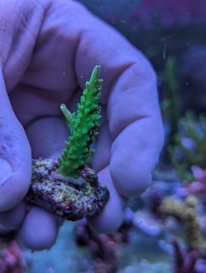 Meerwasser Ableger Korallen Acropora SPS LPS Caulastrea Euphyllia