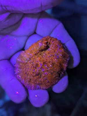 Meerwasser Ableger Korallen Acropora SPS LPS Caulastrea Euphyllia Bild 1