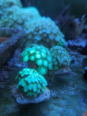 Meerwasser Ableger Korallen Acropora SPS LPS Caulastrea Euphyllia Bild 3
