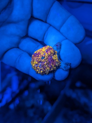 Meerwasser Ableger Korallen Acropora SPS LPS Caulastrea Euphyllia Bild 2
