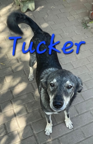 Tucker