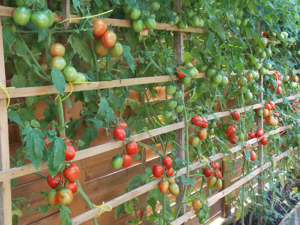 20 Tomatensamen, Baum tomaten bis 4m hoch.tolle Tomaten