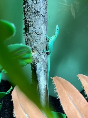 Grüne Baumeidechsen, Gastropholis prasina Nachzuchten  Bild 2