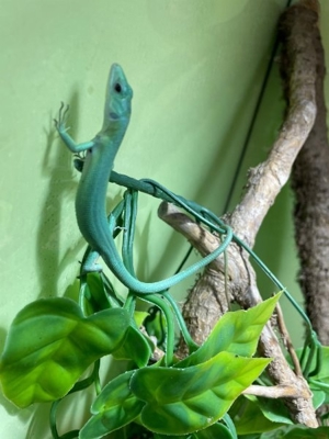 Grüne Baumeidechsen, Gastropholis prasina Nachzuchten mittelgroß