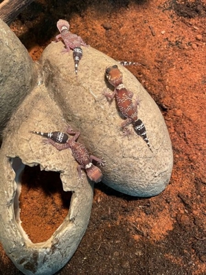 Underwoodisaurus milii - Dickschwanzgecko 